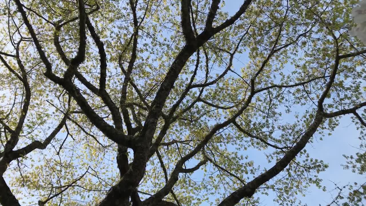 진달래 꽃 관목, 나무, 봄에 만발한 관목