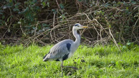 Grey-heron-bird-striding-briskly-in-green-grassy-wetland