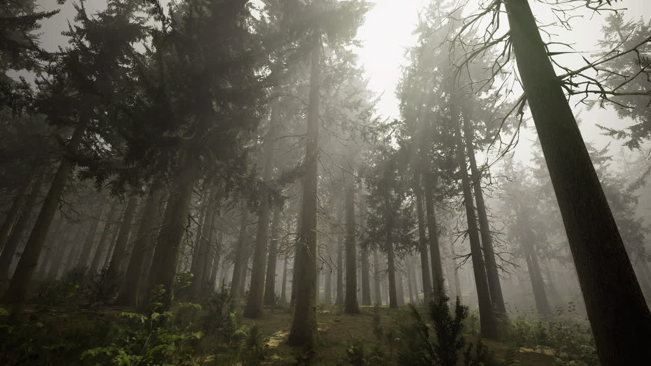 Misty forest glade with towering trees in soft diffused light