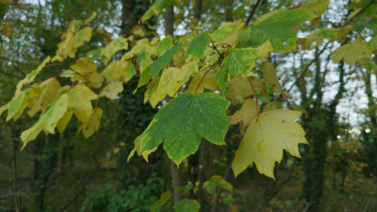 Close-up view of green and yellow leaves in the forest on the fall autumn hanging on trees branches
