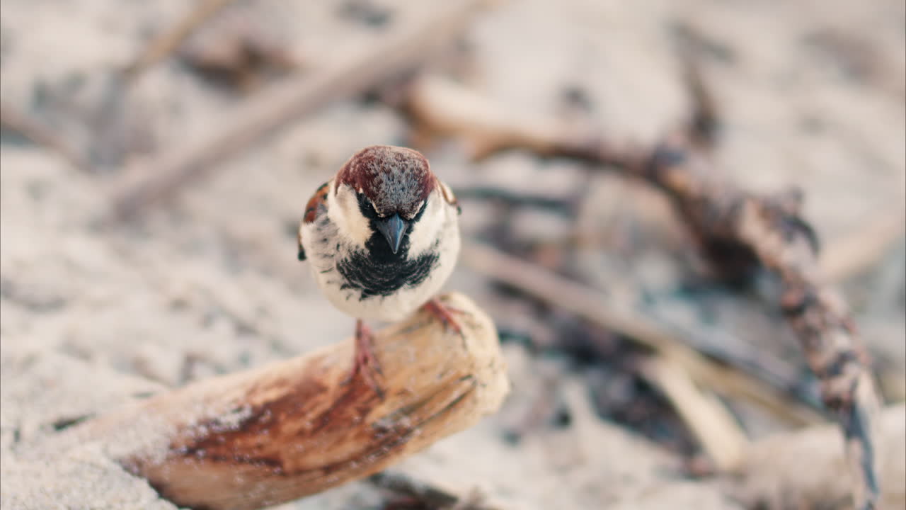Close up of a sitting on a branch on the beach with a blurred background