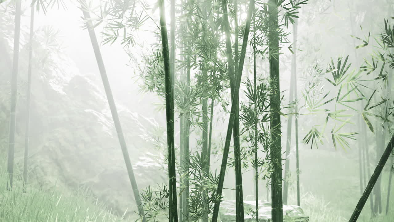 Misty bamboo forest creating a serene atmosphere in the morning light