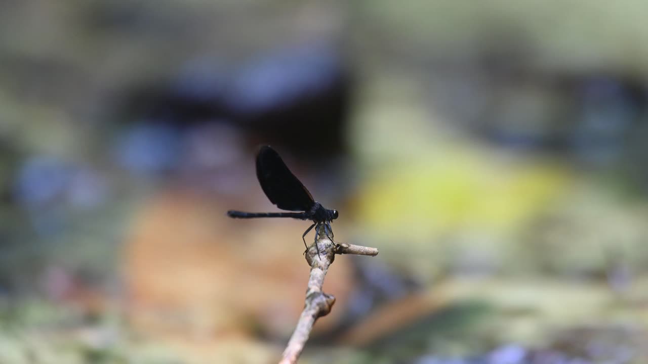 A black damselfly flies to the right side of the frame, its background is a the sparkling waters of a river inside a national park in Thailand.