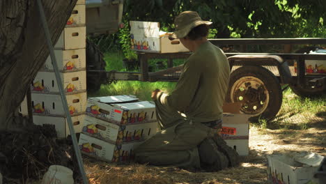 farmer organizing tomato inside cardboard boxes local farm