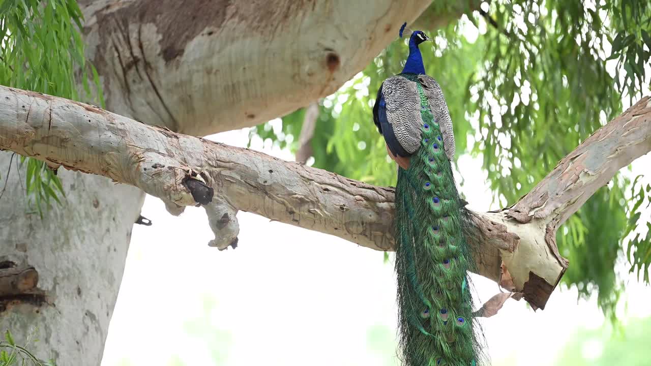 O pavão-indiano, também conhecido como pavão-comum e pavão-azul, na floresta.