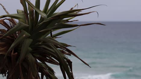 static view of a plant with ocean backdrop