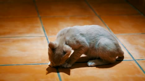 homeless kitten eagerly eats a piece of bread on the floor at home