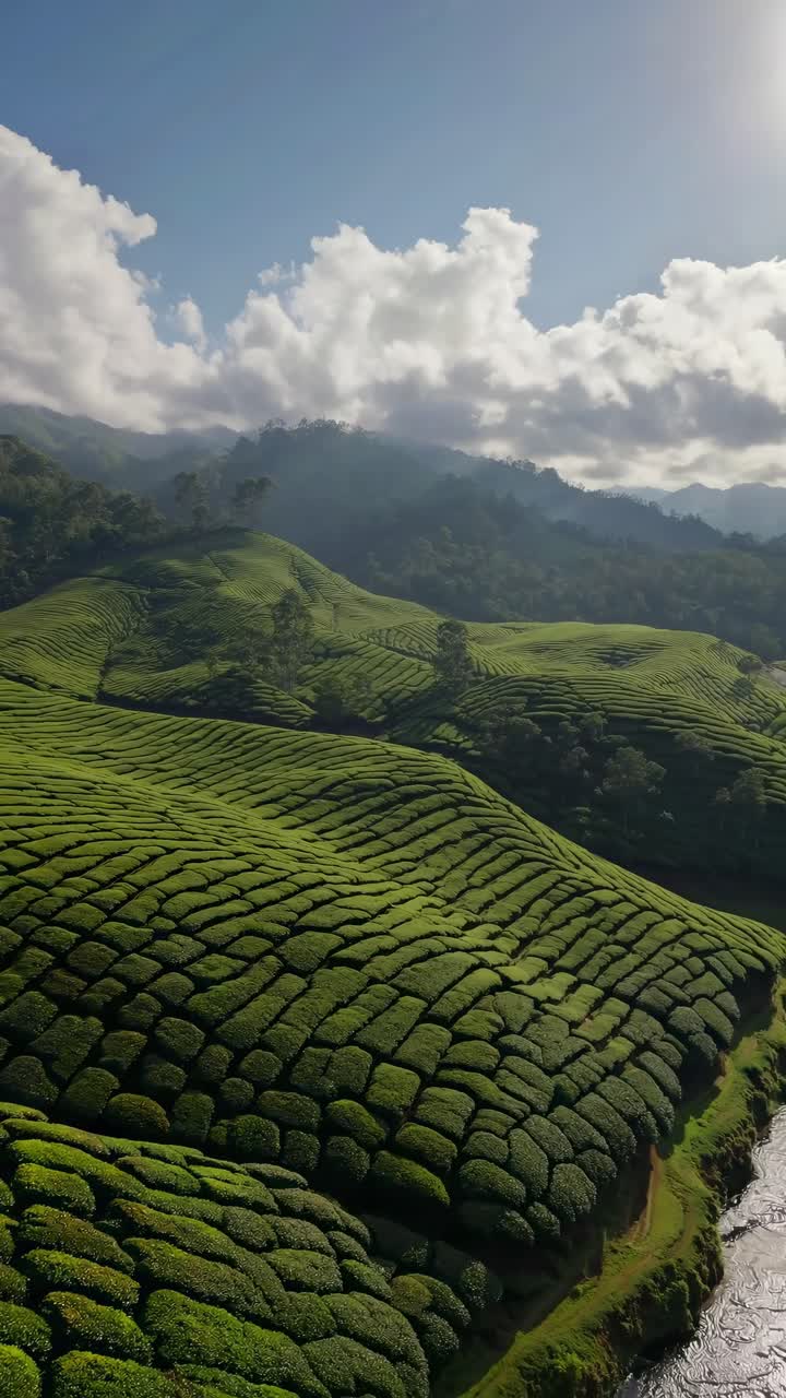 Aerial view of lush green tea plantations under a cloudy sky, showcasing the serene landscape