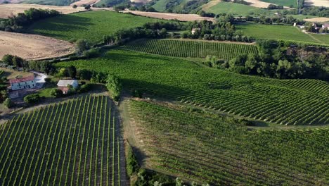 flying over the italian grapevine lines in the countryside