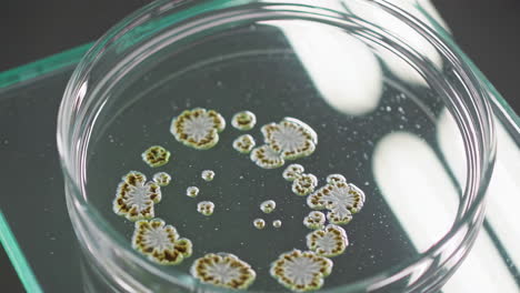 bacterial or fungal colonies in petri dish