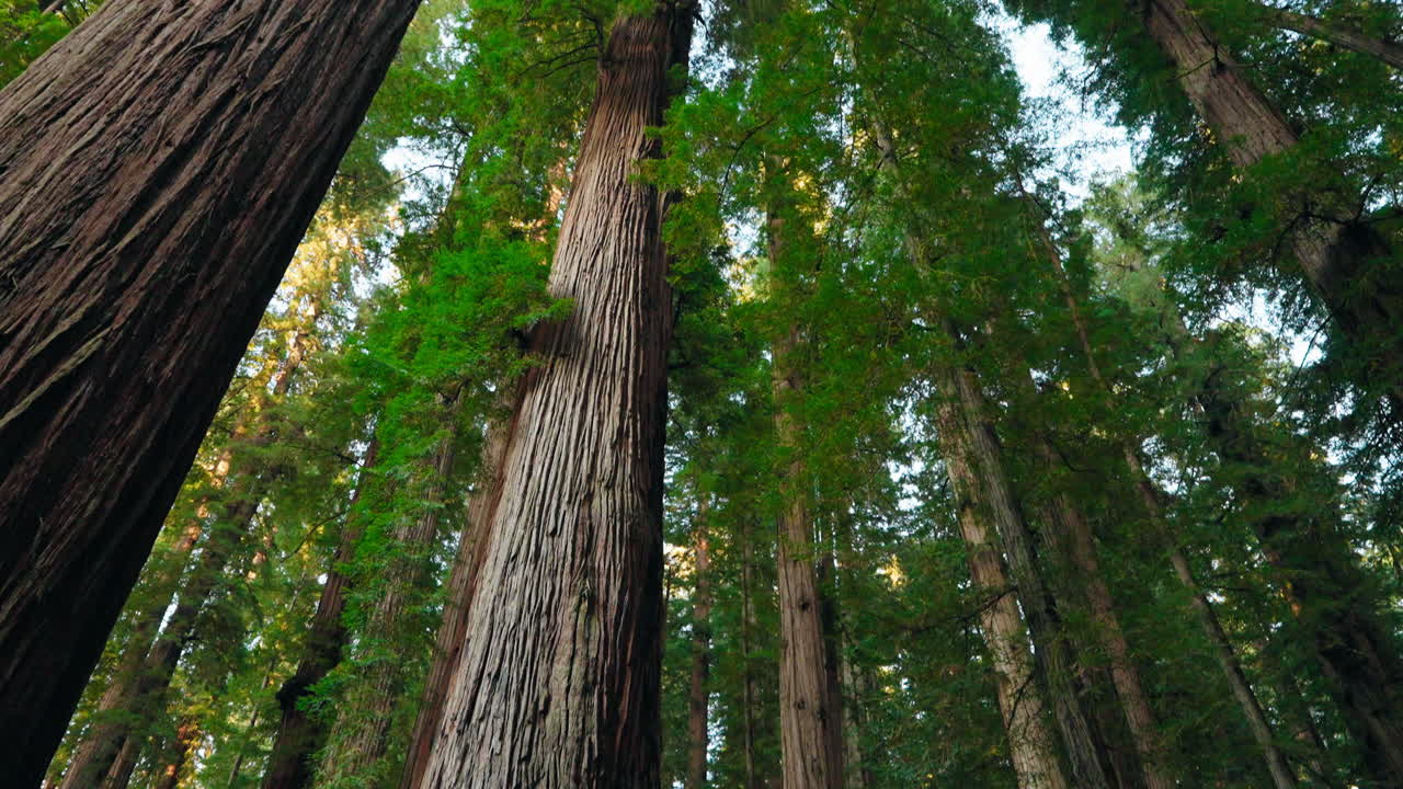 Guardando in alto verso uno degli alberi di sequoia più grandi del mondo.
