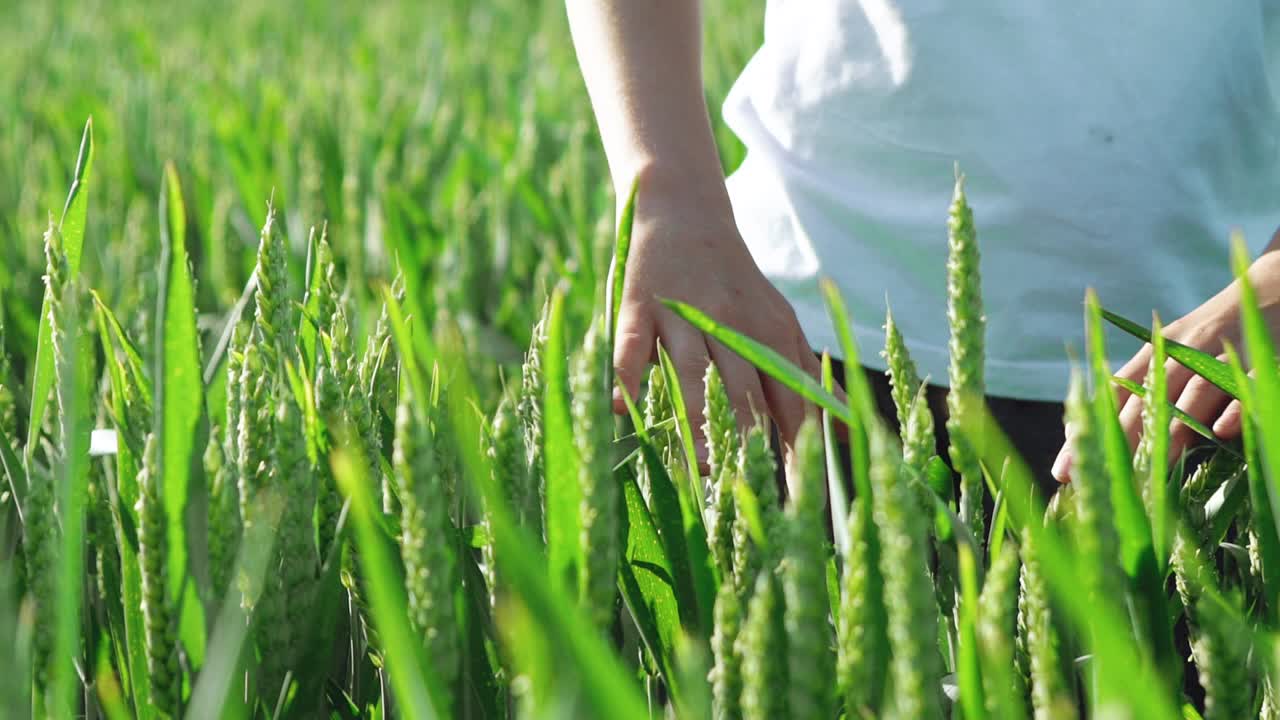 Hands of a kid are touching spikelets of wheat in the field on a summer day. Green background. Slow motion
