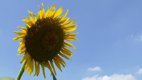 a sunflower in a field in tokyo, japan