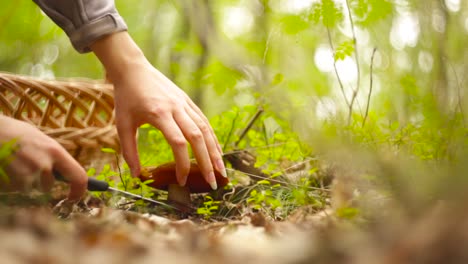 Mushroom-Harvesting-In-The-Forest-Of-Czaple,-Poland-On-A-Sunny-Day---Close-Up-Shot