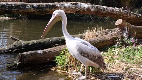 Wild-Pelican-standing-at-lake-shore,-reflecting-by-sunlight-on-water-surface-during-sunny-day---slow-motion