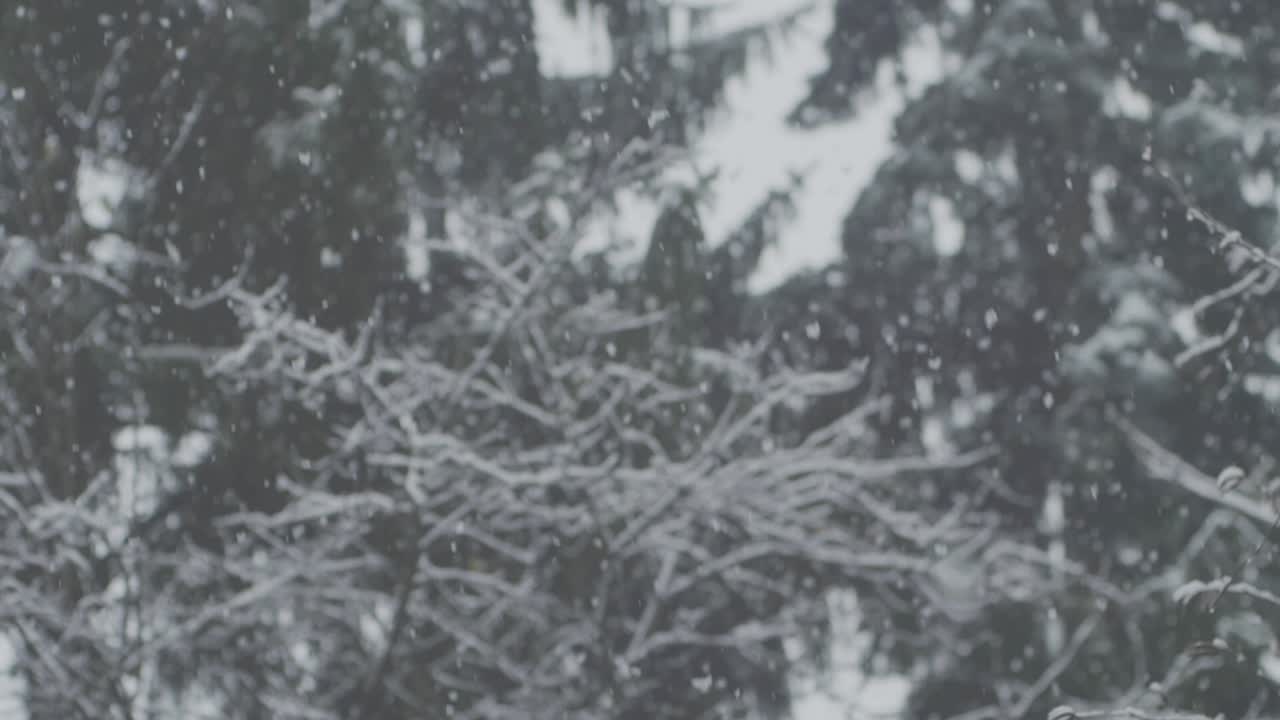 cámara lenta: toma pov de fuertes nevadas, algunos abetos en el fondo