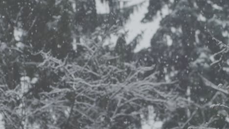 SLOW-MOTION:-POV-shot-of-heavy-snowfall,-some-spruce-trees-in-the-background