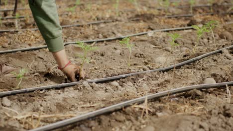 Footage-capturing-agricultural-worker-sowing-marigold-plants-in-greenhouse-beds