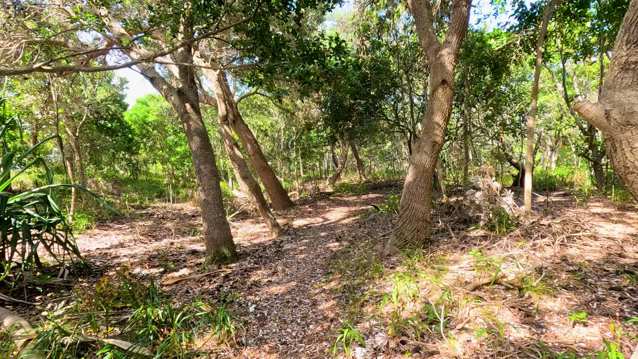 Camera moves through sun-dappled forest trail, lush greenery, tropical trees, tranquil natural environment