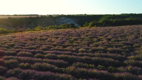 lavender field at sunrise/sunset