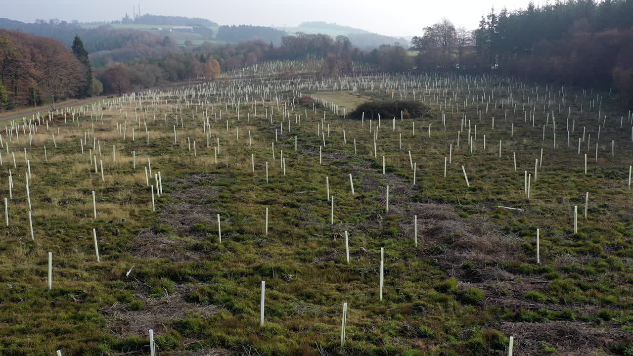 disparo de drones volando sobre árboles recién plantados en un campo rodeado de bosque, en el reino unido