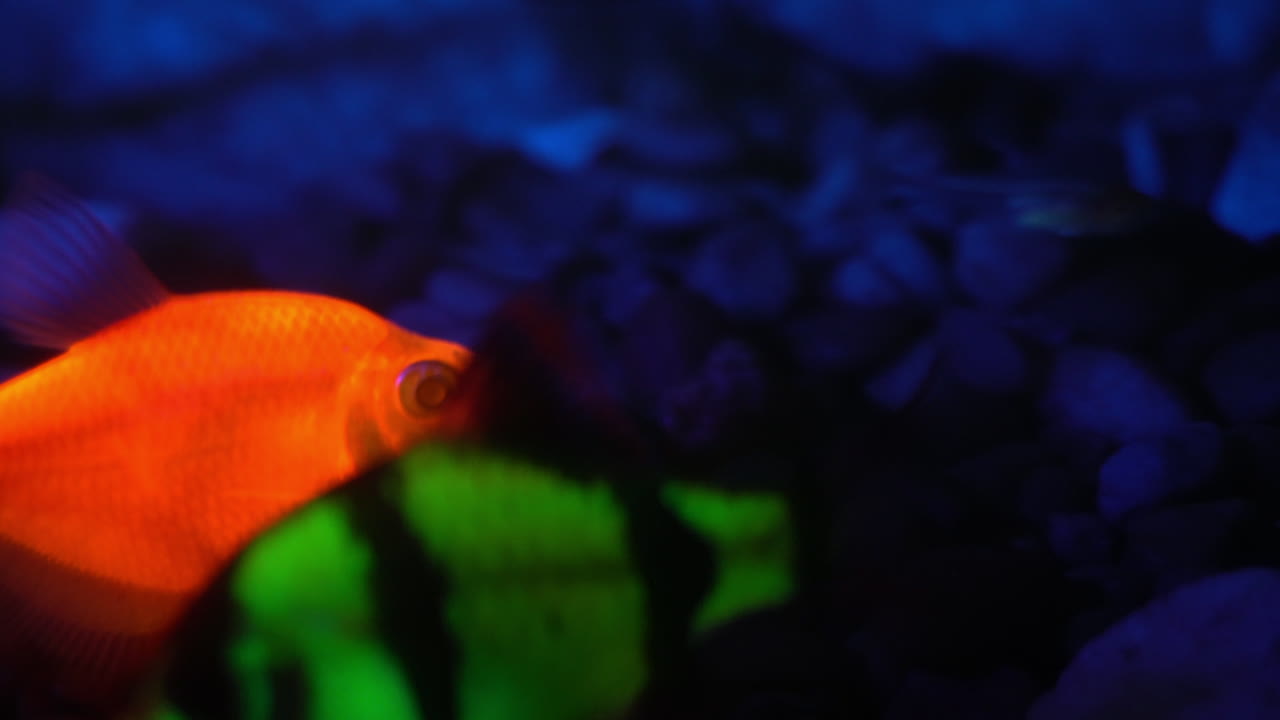 pez fluorescente naranja y verde brillante