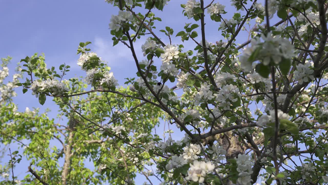 Bumblebees hover around and land on white flowers from a fruit tree in an orchard