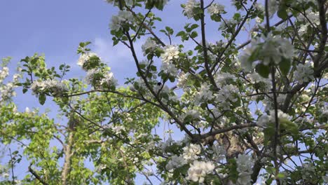 Bumblebees-hover-around-and-land-on-white-flowers-from-a-fruit-tree-in-an-orchard