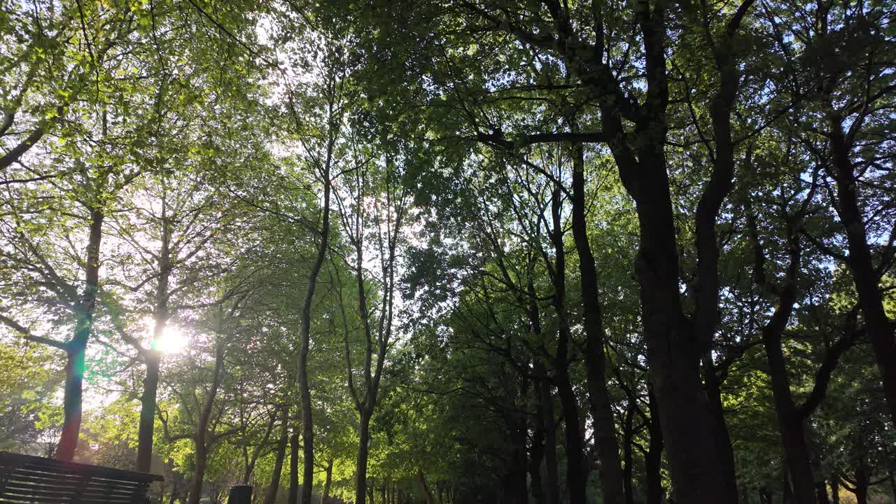 Rays of sun breaking through tall tree canopy in the park