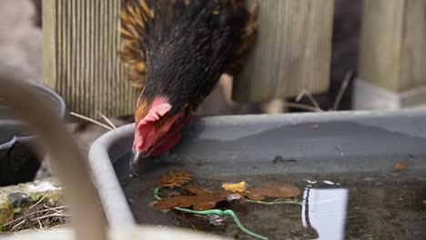 Black-hen-in-garden,-sticking-head-out-of-the-gate-to-drink-rainwater-from-a-plastic-plate