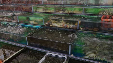 seafood in water tanks