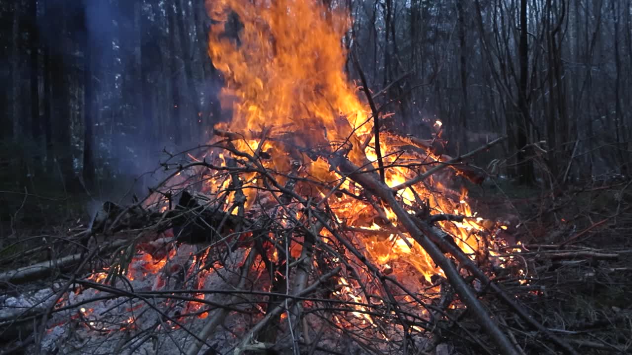 Large fire or a bonfire burning with a very big orange and yellow vibrant hot flame in a forest with pillar or smoke coming out from the top. Trees and mossy ground visible in the background at day.