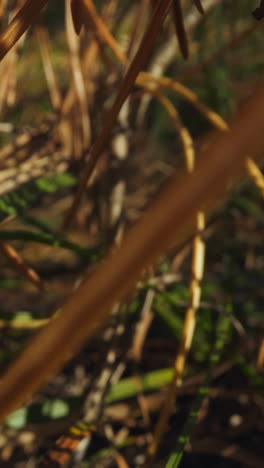 motion through dry branch of pine tree with brown needles lying on ground with growing grass in autumn wood on sunny day super closeup wide