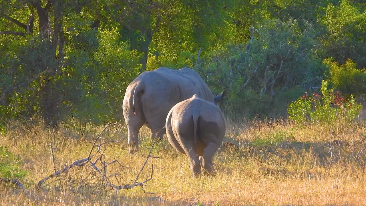 Rearview of a rhino in an open savannah, standing in natural habitat with young child following walking into forest at golden hour, roaming across lush green grassy plains into forest