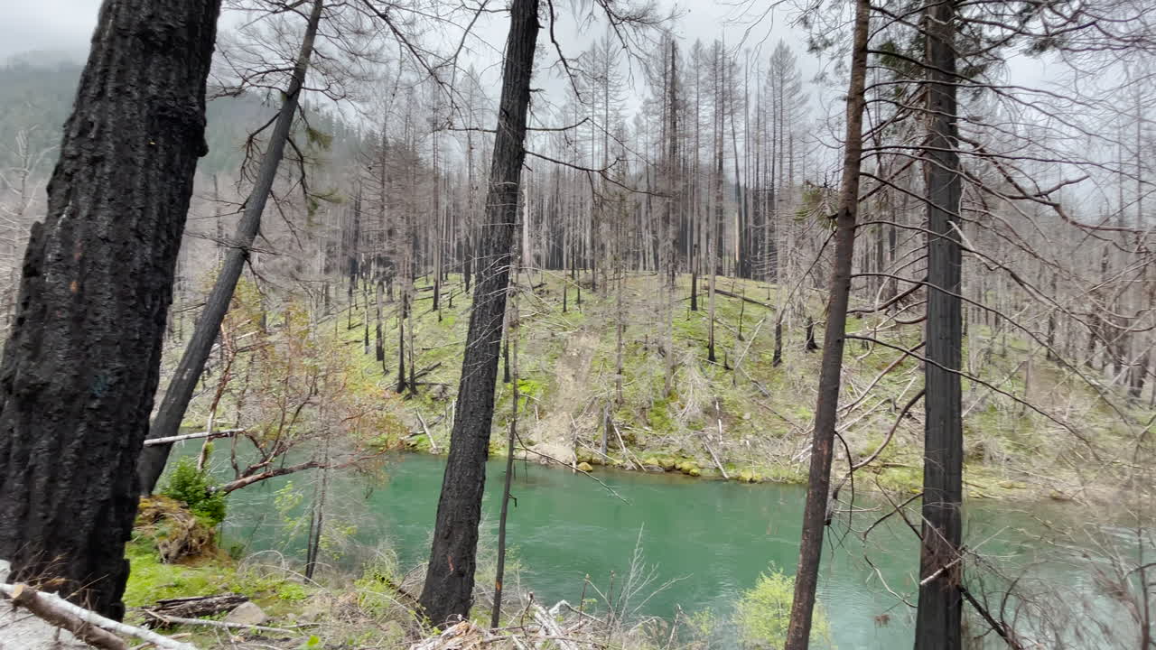 Rogue-Umpqua Ulusal Manzara Yolu, orman yangınından kaynaklanan kömürleşmiş ağaçlar ve yangın hasarı.
