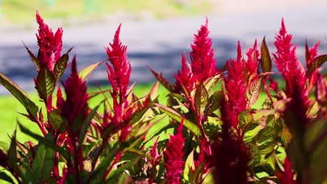 flores de celosia rojas vibrantes en un parque soleado