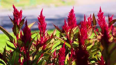 vibrant red celosia flowers in a sunny park