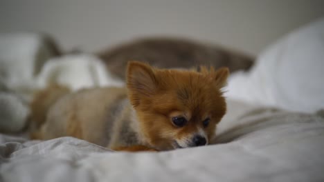 hermoso cachorro pomerania