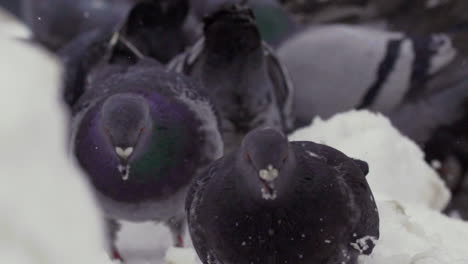 Pigeons-moving-and-pecking-in-the-snow