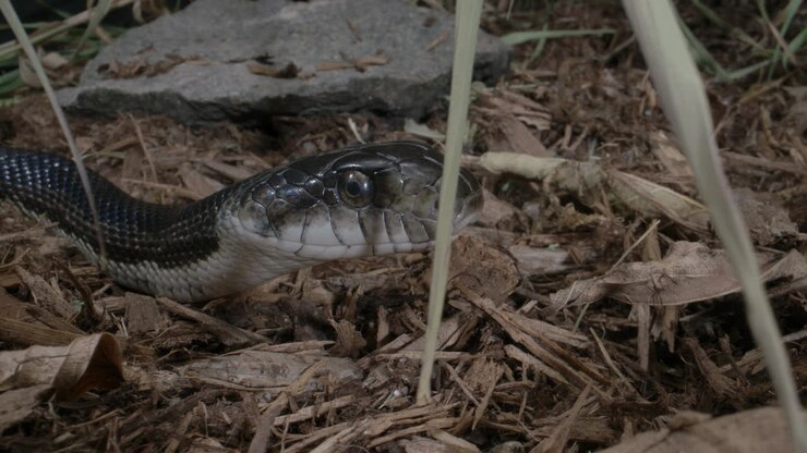 Close up of Black rat snake in the forest - macro of canadian serpent