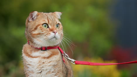 cute red cat walks on the lawn on a leash