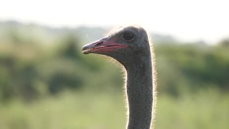 ostrich head lifting up and down eating plants in tall grass, closeup follow