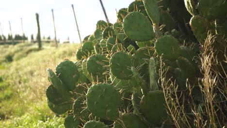 wild cactus with large spines. pan left