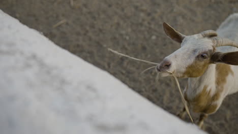 slow motion shot of a white and brown goat chewing on straw in a pen