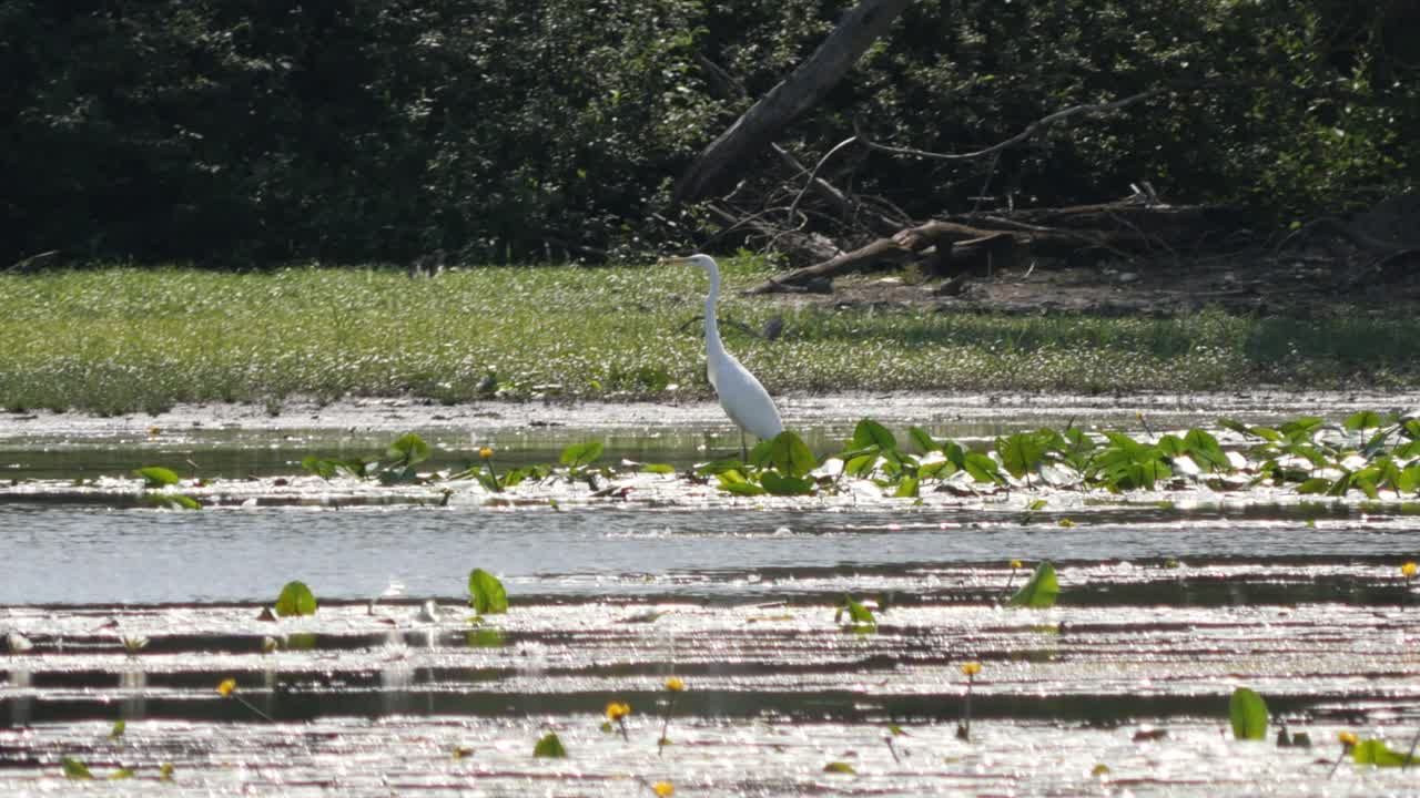 gran garceta blanca caminando entre nenúfares en un brazo lateral del río rin