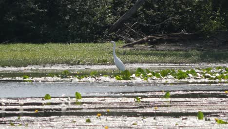 white great egret walking between water lillies on a side arm of the rhine river