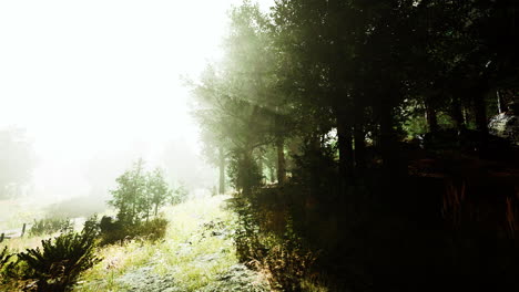 Hyperlapse-In-Einem-Sommerwald-Im-Nebel