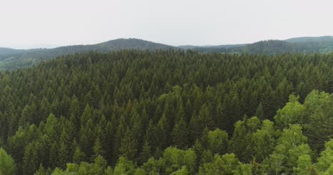 flying over the beautiful forest trees landscape panorama 68