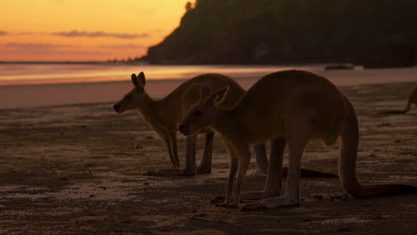 Wild-kangaroo-and-wallaby-feeding-on-a-sandy-beach-at-Cape-Hillsborough-National-Park,-Queensland-at-sunrise-in-4K-UHD