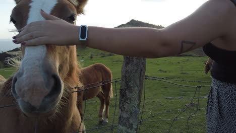 horse and person